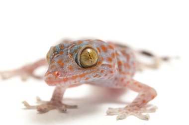 Tokay Gecko (Gekko gecko) beyaz arkaplanda izole edildi.