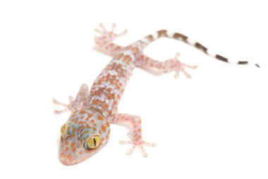 Tokay Gecko (Gekko gecko) beyaz arkaplanda izole edildi.