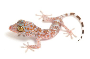 Tokay Gecko (Gekko gecko) beyaz arkaplanda izole edildi.