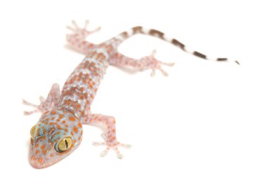 Tokay Gecko (Gekko gecko) beyaz arkaplanda izole edildi.
