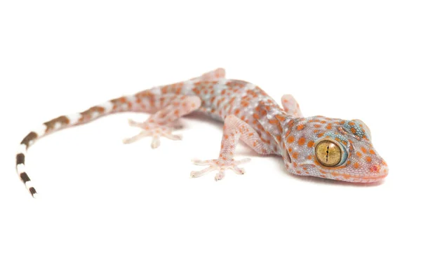 Tokay Gecko Gekko Gecko Isolado Fundo Branco — Fotografia de Stock