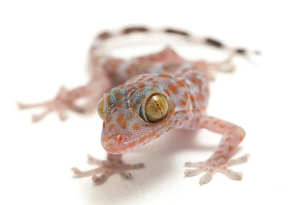 Tokay Gecko Gekko Gecko Aislado Sobre Fondo Blanco —  Fotos de Stock