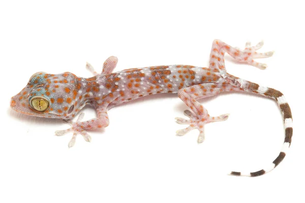 Tokay Gecko Gekko Gecko Izolowany Białym Tle — Zdjęcie stockowe