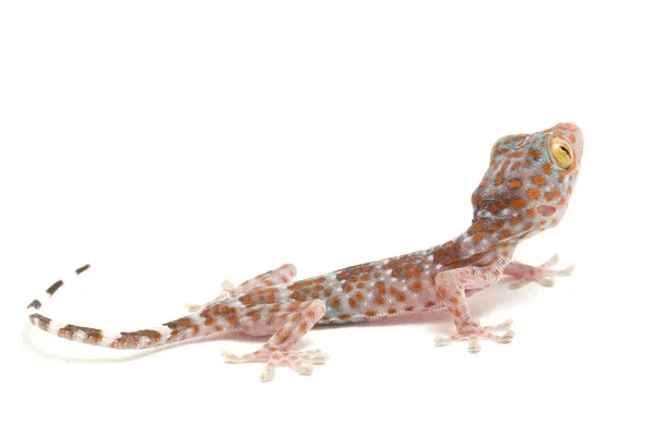 Tokay Gecko Gekko Gecko Isolé Sur Fond Blanc — Photo