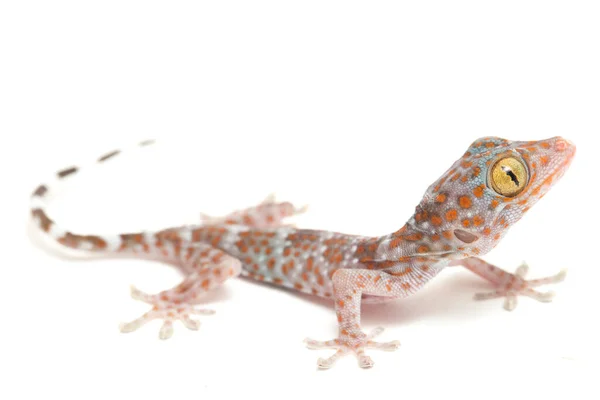 Tokay Gecko Gekko Gecko Izolowany Białym Tle — Zdjęcie stockowe