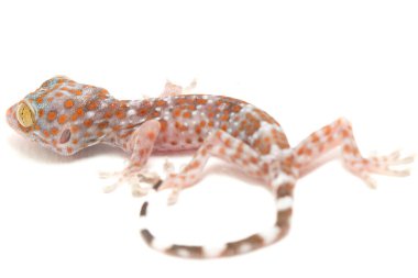 Tokay Gecko (Gekko gecko) beyaz arkaplanda izole edildi.