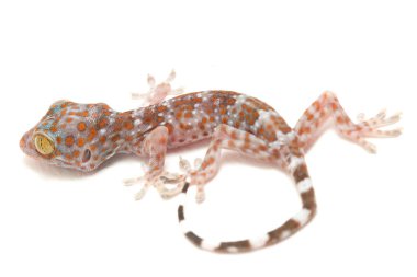 Tokay Gecko (Gekko gecko) beyaz arkaplanda izole edildi.