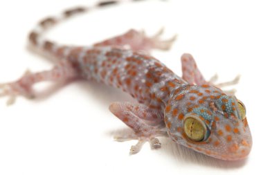 Tokay Gecko (Gekko gecko) beyaz arkaplanda izole edildi.