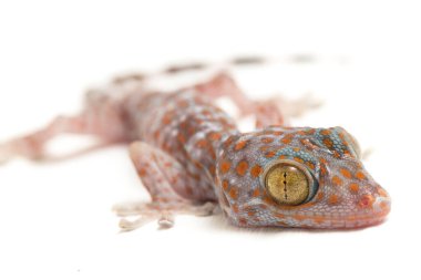 Tokay Gecko (Gekko gecko) beyaz arkaplanda izole edildi.