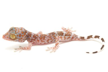 Tokay Gecko (Gekko gecko) beyaz arkaplanda izole edildi.