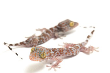 Tokay Gecko (Gekko gecko) beyaz arkaplanda izole edildi.