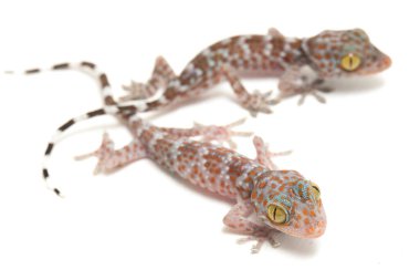 Tokay Gecko (Gekko gecko) beyaz arkaplanda izole edildi.