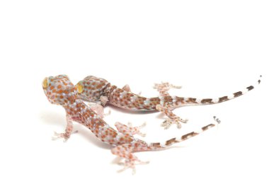Tokay Gecko (Gekko gecko) beyaz arkaplanda izole edildi.