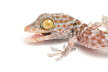 Tokay Gecko (Gekko gecko) beyaz arkaplanda izole edildi.