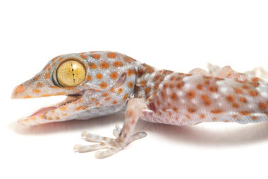 Tokay Gecko (Gekko gecko) beyaz arkaplanda izole edildi.