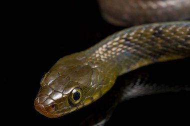 Su Yılanı Üçgeni Keelback (Xenochrophis Trianguligerus) siyah arka planda izole edilmiştir.