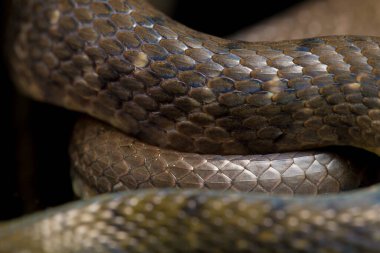 Su Yılanı Üçgeni Keelback (Xenochrophis Trianguligerus) siyah arka planda izole edilmiştir.
