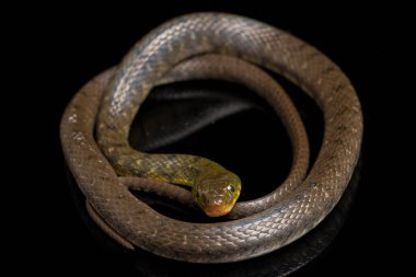 Su Yılanı Üçgeni Keelback (Xenochrophis Trianguligerus) siyah arka planda izole edilmiştir.