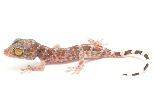 Tokay Gecko Gekko Gecko Izolowany Białym Tle — Zdjęcie stockowe