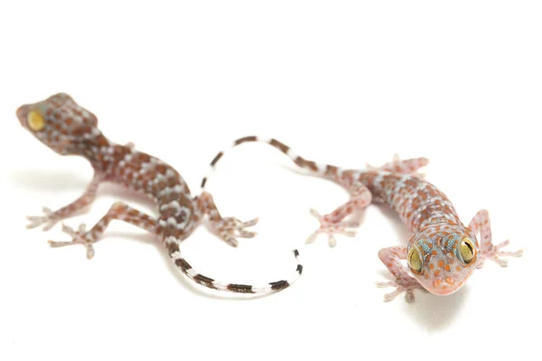 Tokay Gecko Gekko Gecko Isolado Fundo Branco — Fotografia de Stock