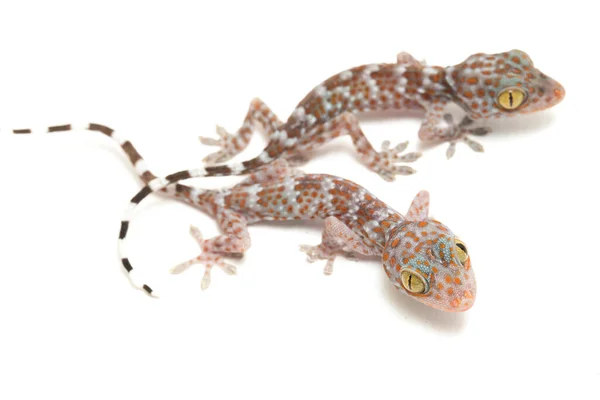 Tokay Gecko Gekko Gecko 在白人背景下被隔离 — 图库照片