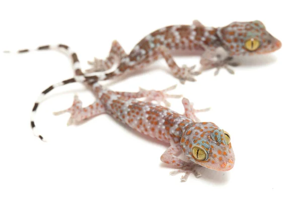 Tokay Gecko Gekko Gecko Isolerad Vit Bakgrund — Stockfoto