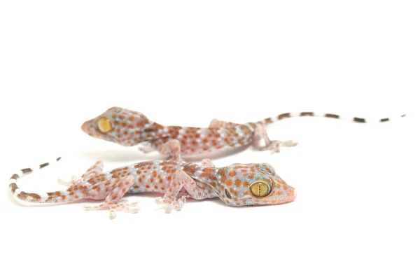 Tokay Gecko Gekko Gecko 在白人背景下被隔离 — 图库照片