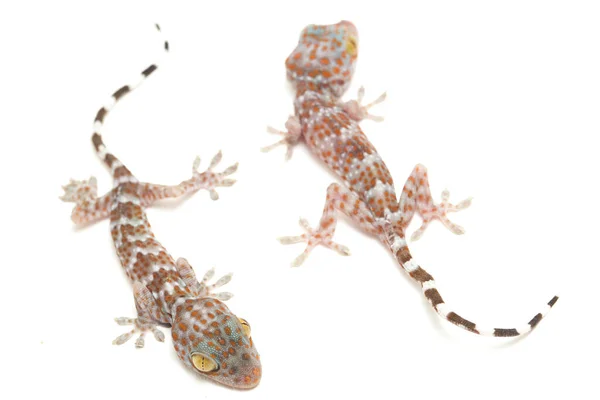 Tokay Gecko Gekko Gecko Izolowany Białym Tle — Zdjęcie stockowe