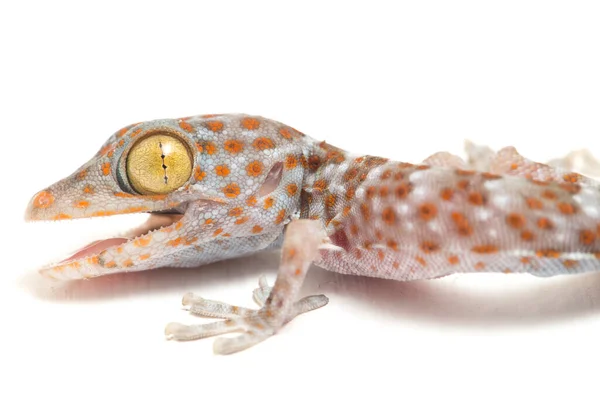 Tokay Gecko Gekko Gecko Izolowany Białym Tle — Zdjęcie stockowe