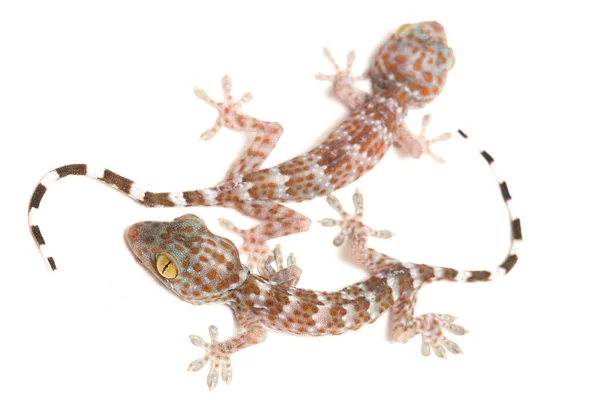 Tokay Gecko Gekko Gecko Izolované Bílém Pozadí — Stock fotografie