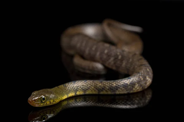 Serpent Eau Triangle Keelback Xenochrophis Trianguligerus Isolé Sur Fond Noir — Photo