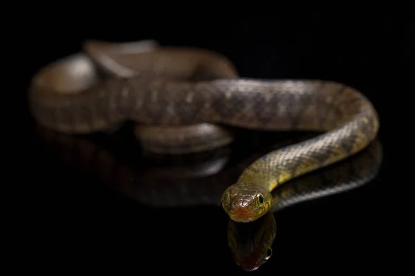 Triángulo Serpiente Agua Keelback Xenochrophis Trianguligerus Aislado Sobre Fondo Negro — Foto de Stock