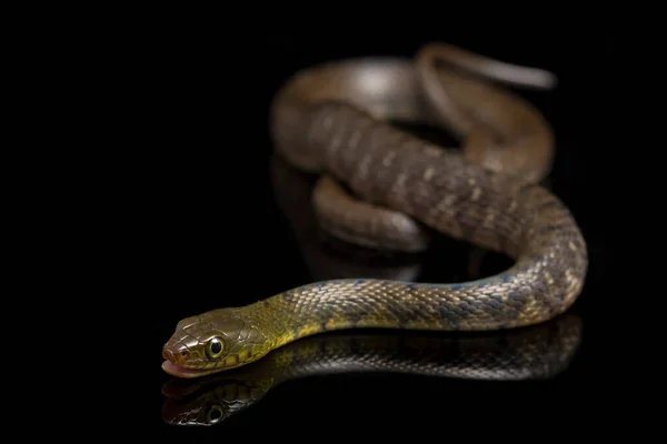 Trójkąt Węża Wodnego Keelback Xenochrophis Trianguligerus Izolowany Czarnym Tle — Zdjęcie stockowe