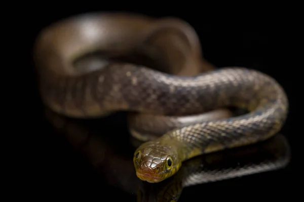 Triángulo Serpiente Agua Keelback Xenochrophis Trianguligerus Aislado Sobre Fondo Negro — Foto de Stock