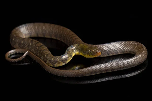 Water Snake Triangle Keelback Xenochrophis Trianguligerus Isolated Black Background — Stock Photo, Image