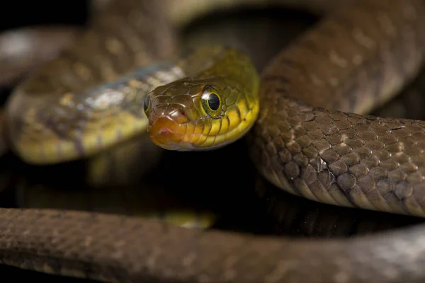 바탕에 떨어져 Triangle Keelback Xenochrophis Trianguligerus — 스톡 사진