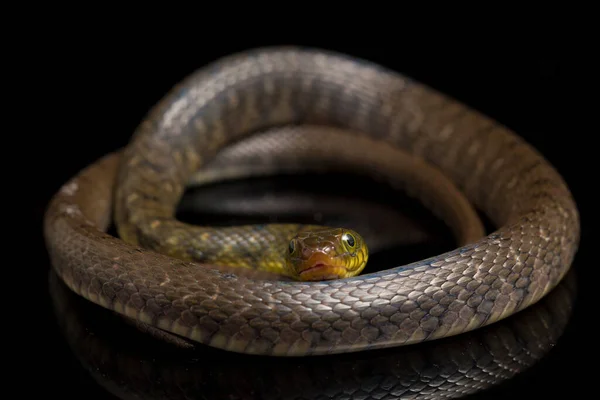 Triángulo Serpiente Agua Keelback Xenochrophis Trianguligerus Aislado Sobre Fondo Negro — Foto de Stock