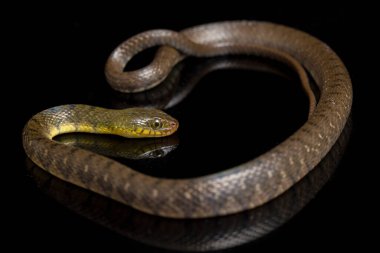 Su Yılanı Üçgeni Keelback (Xenochrophis Trianguligerus) siyah arka planda izole edilmiştir.