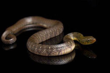 Su Yılanı Üçgeni Keelback (Xenochrophis Trianguligerus) siyah arka planda izole edilmiştir.