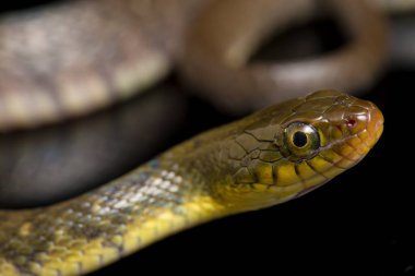 Su Yılanı Üçgeni Keelback (Xenochrophis Trianguligerus) siyah arka planda izole edilmiştir.