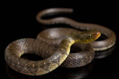 Su Yılanı Üçgeni Keelback (Xenochrophis Trianguligerus) siyah arka planda izole edilmiştir.