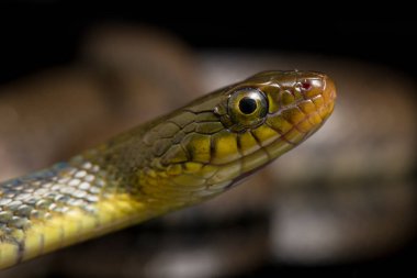 Su Yılanı Üçgeni Keelback (Xenochrophis Trianguligerus) siyah arka planda izole edilmiştir.