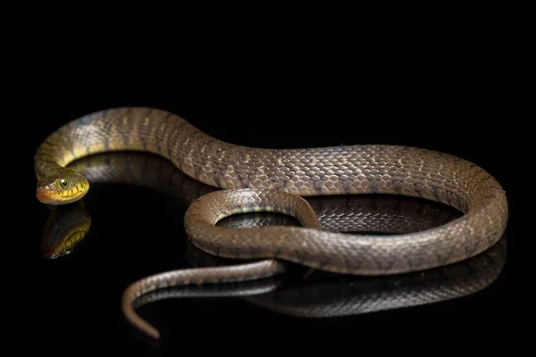 Triángulo Serpiente Agua Keelback Xenochrophis Trianguligerus Aislado Sobre Fondo Negro — Foto de Stock