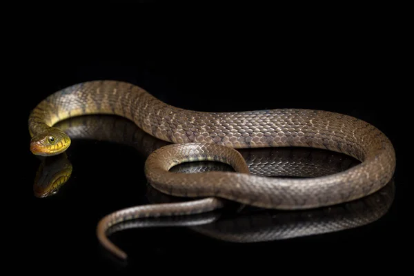 Triángulo Serpiente Agua Keelback Xenochrophis Trianguligerus Aislado Sobre Fondo Negro — Foto de Stock