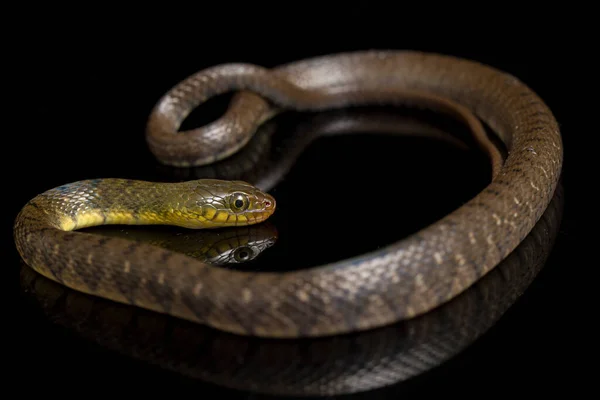 Triángulo Serpiente Agua Keelback Xenochrophis Trianguligerus Aislado Sobre Fondo Negro — Foto de Stock