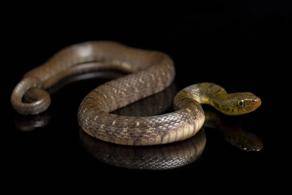 Vízikígyó Háromszög Keelback Xenochrophis Trianguligerus Elszigetelt Fekete Alapon — Stock Fotó