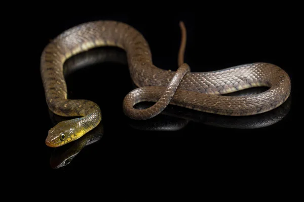 Triángulo Serpiente Agua Keelback Xenochrophis Trianguligerus Aislado Sobre Fondo Negro —  Fotos de Stock