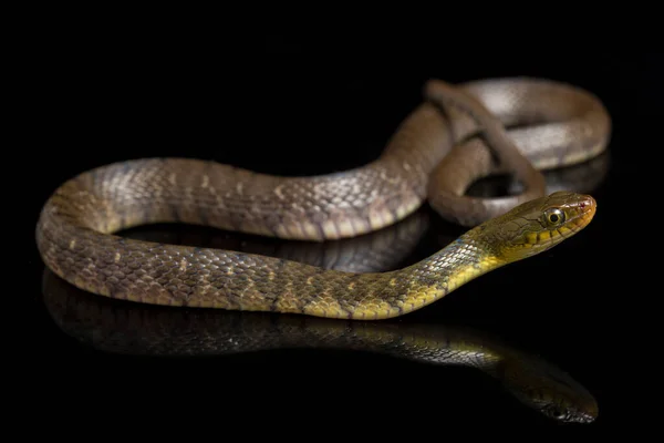 Треугольник Водяной Змеи Keelback Xenochrophis Trianguligerus Изолирован Черном Фоне — стоковое фото