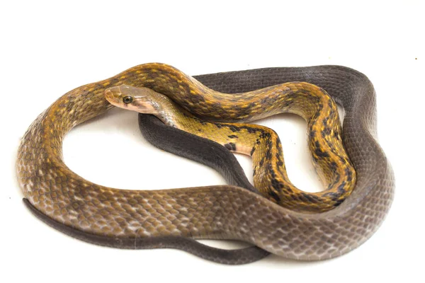 Coelognathus Flavolineatus Uma Espécie Serpente Gênero Coelognathus Pertencente Família Colubridae — Fotografia de Stock