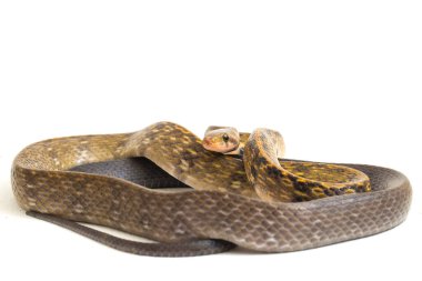 Coelognathus flavolineatus, Güneydoğu Asya 'da bulunan bir Colubrid yılanıdır. beyaz arkaplanda izole